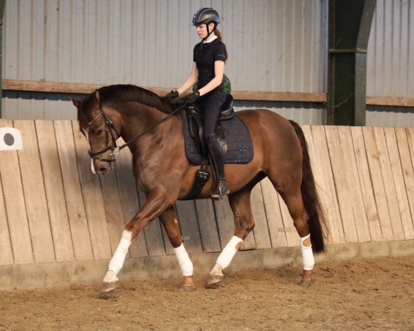 dressage horse Bastille S (Oldenburg, 2018, from Callaho's Benicio)