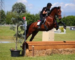 Springpferd Leprince de Quidam (Hannoveraner, 2016, von Leprince des Bois)