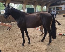 broodmare Finlandia 8 (Oldenburg, 2012, from Sungold 2)