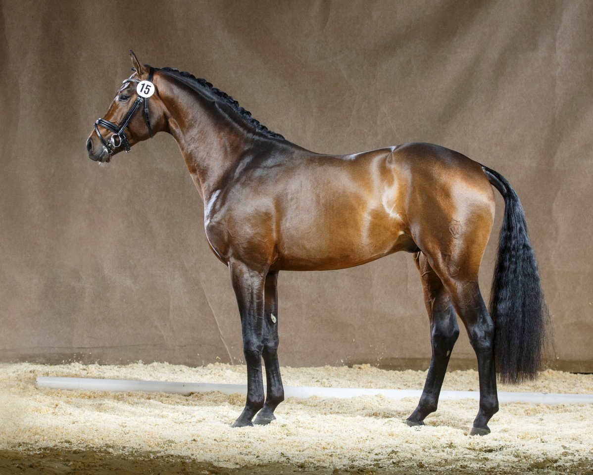Dressurpferd Formel Eins 11 (Westfale, 2012, von Franziskus FRH)