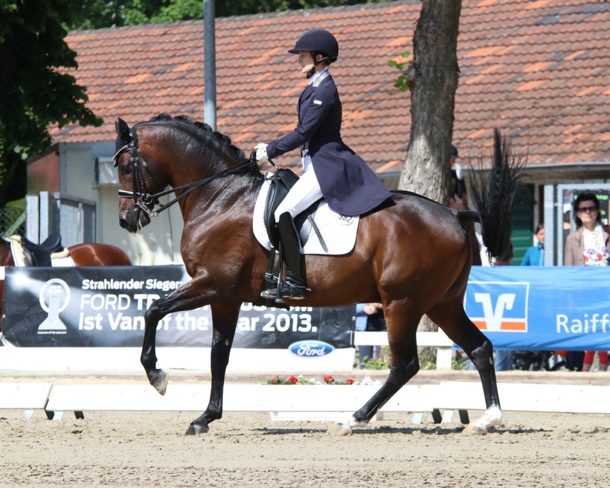 Deckhengst Dance Star AT NRW (Deutsches Reitpony, 2004, von Dressman)