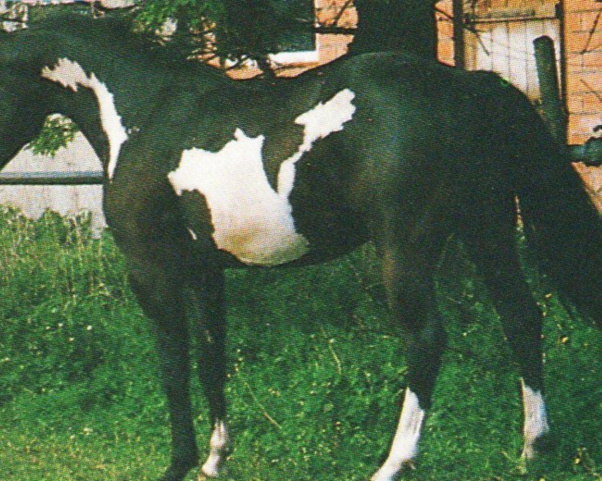 stallion Cadillac Mc Cue (unknown, 1989, from Sir Mickey McCue)