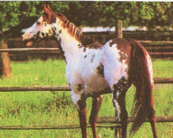 stallion Dual Blue Eyes (Paint Horse, 1981, from Dual Image)