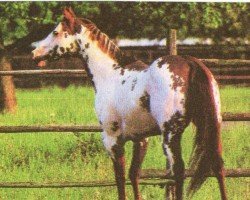 Deckhengst Dual Blue Eyes (Paint Horse, 1981, von Dual Image)
