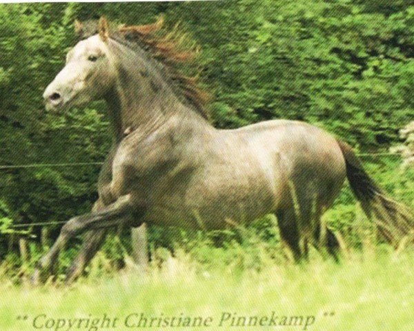 horse Galeno 5 (Pura Raza Espanola (PRE), 2009, from Hosco XXI)