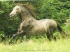 Pferd Galeno 5 (Pura Raza Espanola (PRE), 2009, von Hosco XXI)