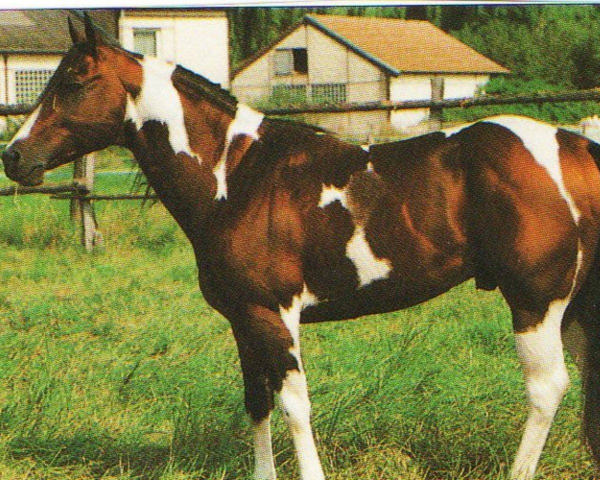 Deckhengst Big Steps Dude (Paint Horse, 1982, von Greyhound Step)