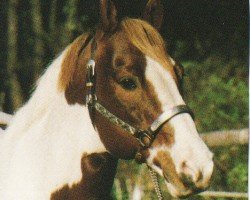 horse Skip a Louie (Paint Horse, 1979, from Hank-a-Chief)