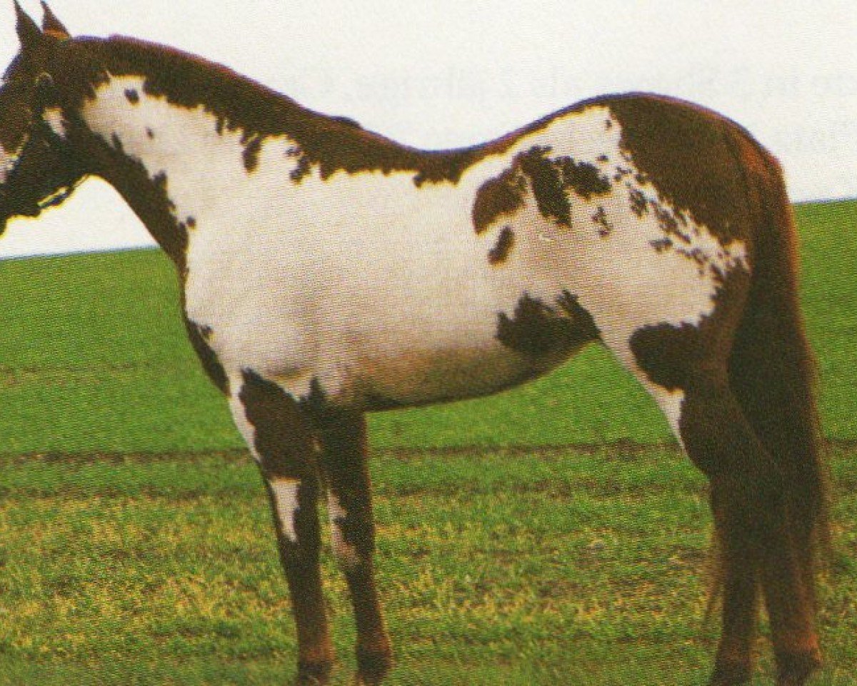 horse Hardluck Buckshot (Paint Horse, 1990, from Impressive Chance)