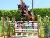 jumper Dynamite Giguellerie (Belgian Warmblood, 2009, from Erco van het Roosakker)