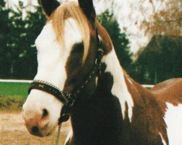 horse Master Image (Paint Horse, 1989, from Vr Master Bug)