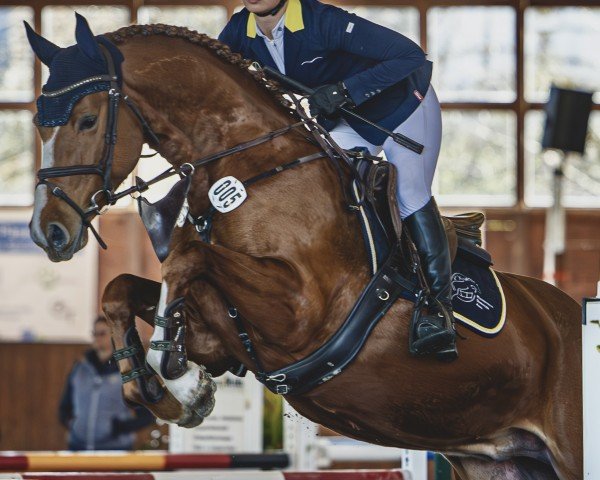 stallion All In 30 (German Sport Horse, 2020, from Askari)