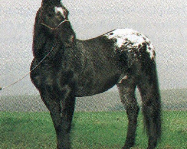horse Midnight Slider (Appaloosa, 1983, from Shady Slider)