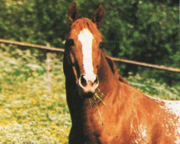 stallion Comanche's Joe B. (Appaloosa, 1980, from Comanche Bob GR)