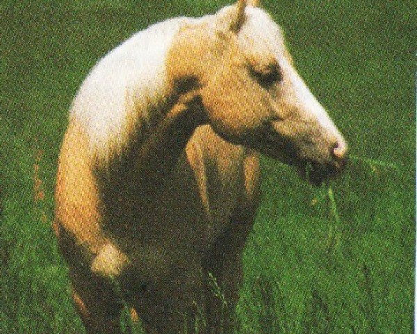 Pferd A Carmel Touch (Appaloosa, 1988, von A Touch of Blue)