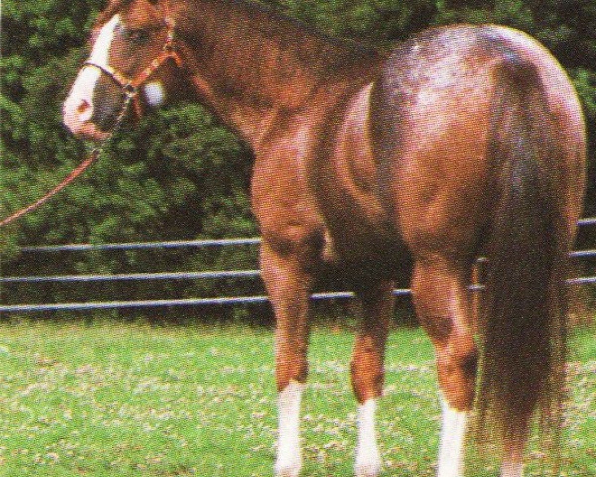 stallion Ev's Red Baron (Appaloosa, 1986, from Already Here)