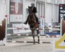 Springpferd Calatin de Roulard (Selle Français, 2012, von Exploit de Roulard)