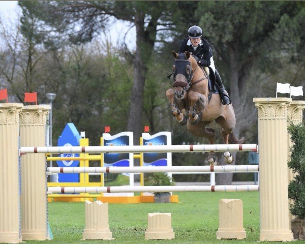 jumper Chaccozuu Sz (Oldenburg show jumper, 2015)