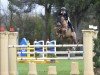 jumper Chaccozuu Sz (Oldenburg show jumper, 2015)