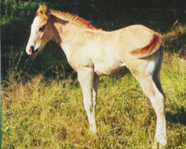 Pferd Bailey´s Sugar Boy (Paint Horse, 2004, von Spunky Black Jack)