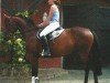 Pferd Ronja (Oldenburger, 2001, von Royal Dance)