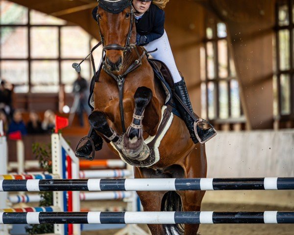jumper Der kleine Prinz M (Hanoverian, 2019, from Diacontinus)
