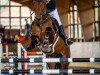 jumper Der kleine Prinz M (Hanoverian, 2019, from Diacontinus)