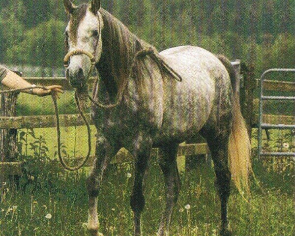 horse Limeryk (Arabian, 2002, from Ekstern 1994 ox)