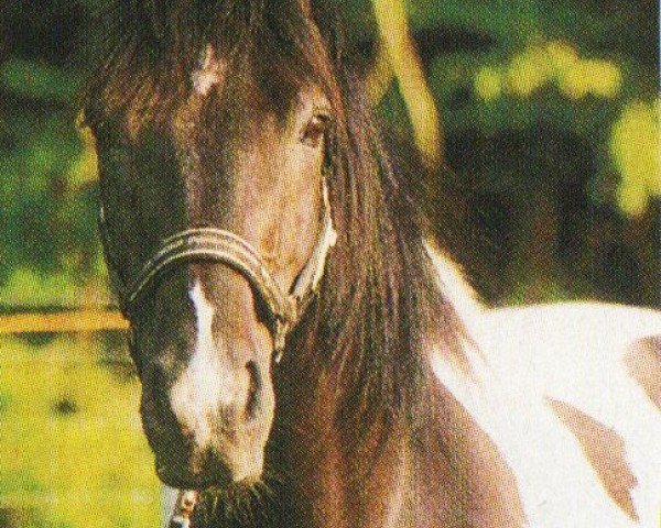 Pferd Naughty Nimrod (Deutsches Reitpferd,  , von Baquero)