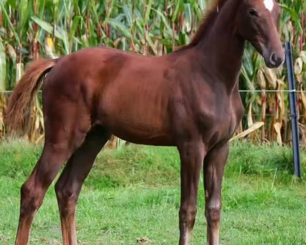 dressage horse Federleicht SL (Westphalian, 2023, from San To Alati FRH)