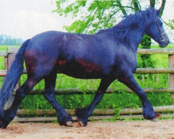 broodmare Rosa (Friese, 2005, from Oetze)