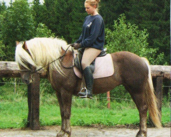 horse Biene (Haflinger, 2004, from Steve (1,57% ox))