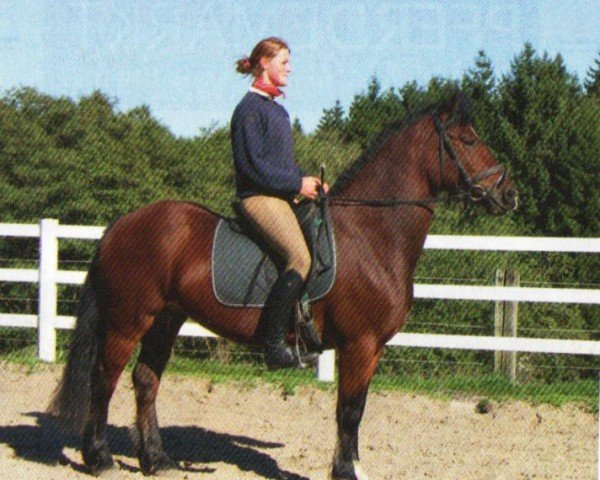 horse Magu (Welsh-Cob (Sek. D), 2009, from Zest Mister Zap)