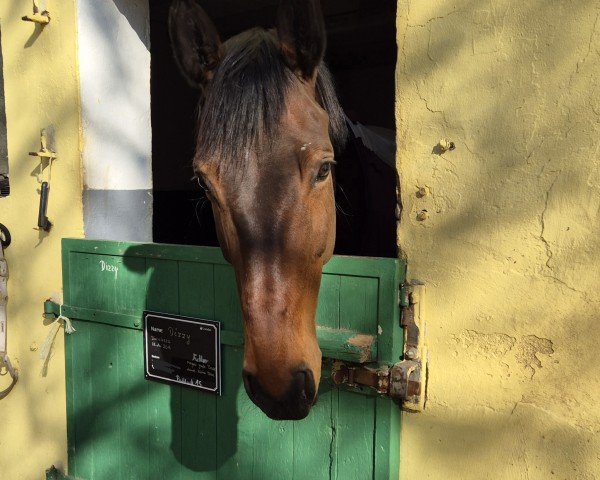 dressage horse Diavolezza 10 (Westphalian, 2015, from Dimaggio)