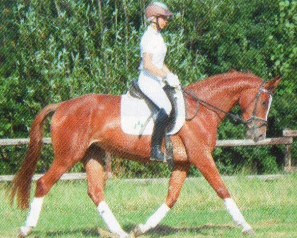 horse Elfenweiss (Trakehner, 2009, from Rastenberg)