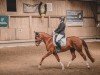 Dressurpferd Dancing Belle 2 (Oldenburger, 2020, von Donier)