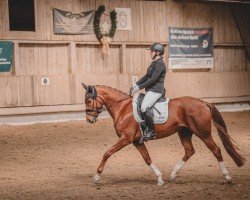 dressage horse Dancing Belle 2 (Oldenburg, 2020, from Donier)