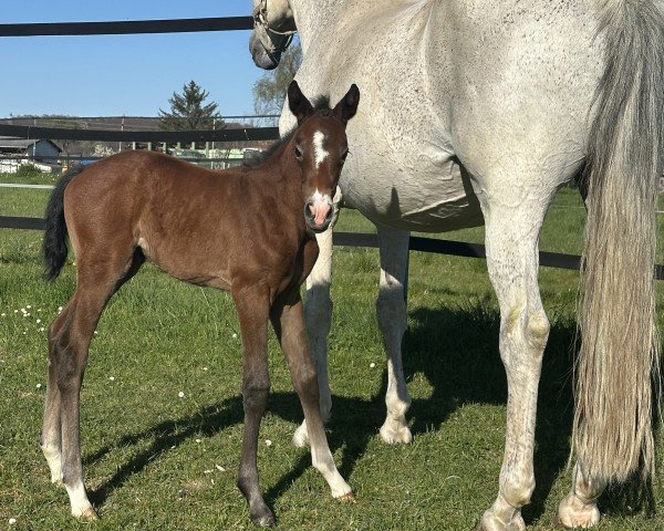 foal by Nascara Nougat DB Z (Zangersheide riding horse, 2025, from Nasdaq Z)