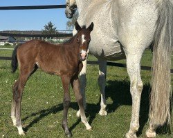 foal by Nascara Nougat DB Z (Zangersheide riding horse, 2025, from Nasdaq Z)