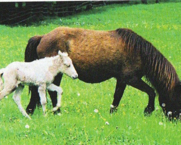 Pferd Ljomi (Islandpferd, 2005, von Pipar von Roetgen)