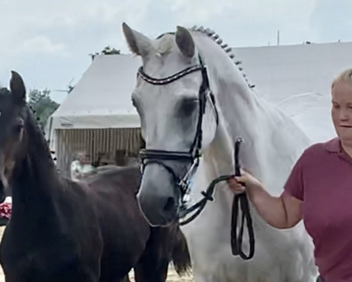 broodmare R-Catch Me (Holsteiner, 2001, from Coronado I)