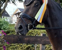 dressage horse Faolan R (Hanoverian, 2019, from Fürstenball)