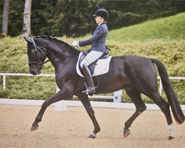 dressage horse Secret To Remember (Hanoverian, 2019, from Secret)