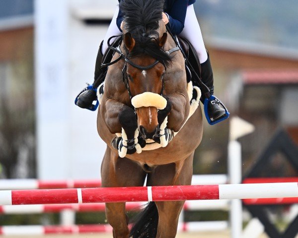 stallion Lord Leroy K (Hanoverian, 2016, from Pikeur Lord Fauntleroy)