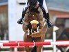 stallion Lord Leroy K (Hanoverian, 2016, from Pikeur Lord Fauntleroy)