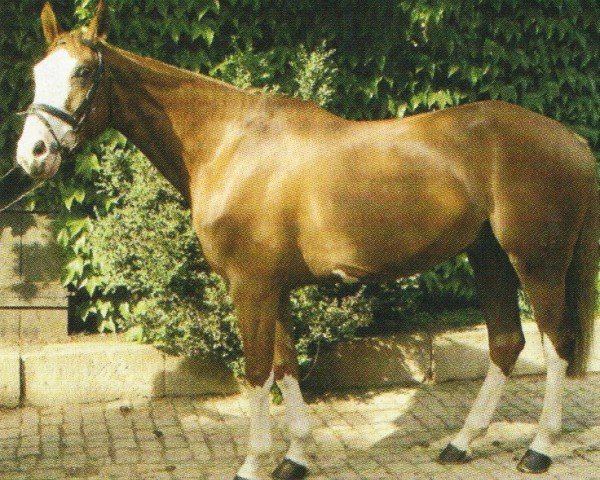 horse Lou Bega (Bavarian, 2000, from Laurus Akzentus)