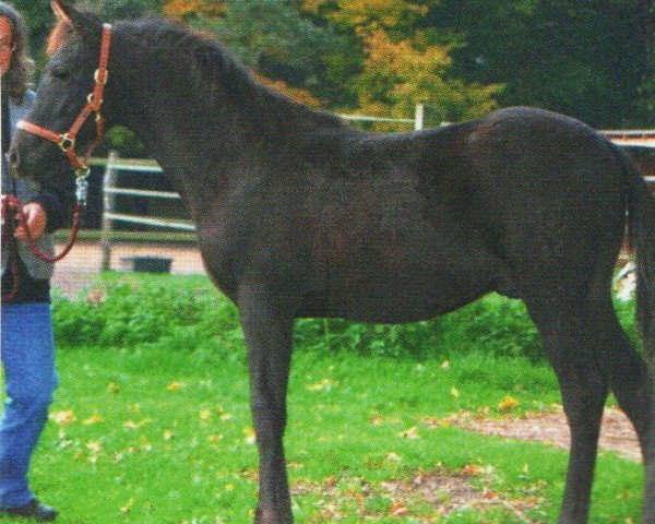 Pferd Sirius (Arabofriese, 2010, von Allat al Ganschow)