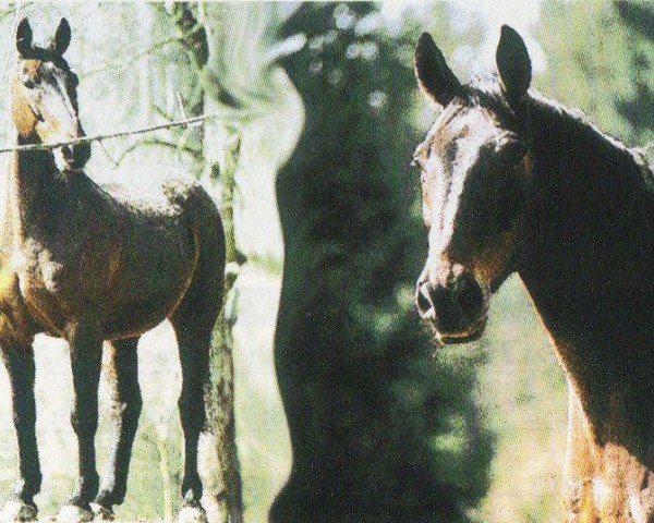 horse George (Westphalian, 1988, from Goldrausch II)