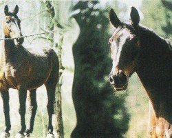 horse George (Westphalian, 1988, from Goldrausch II)
