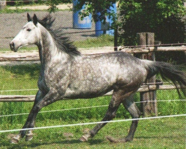 horse Justy (Thoroughbred, 2002, from Big Shuffle xx)